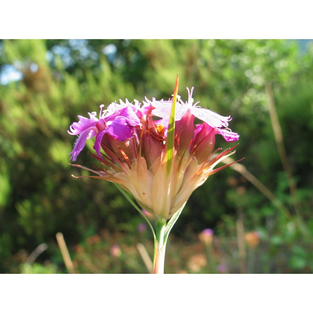 dianthus vulturius guss. et ten.