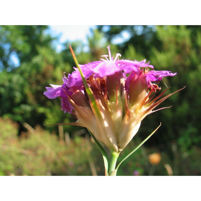 dianthus vulturius guss. et ten.