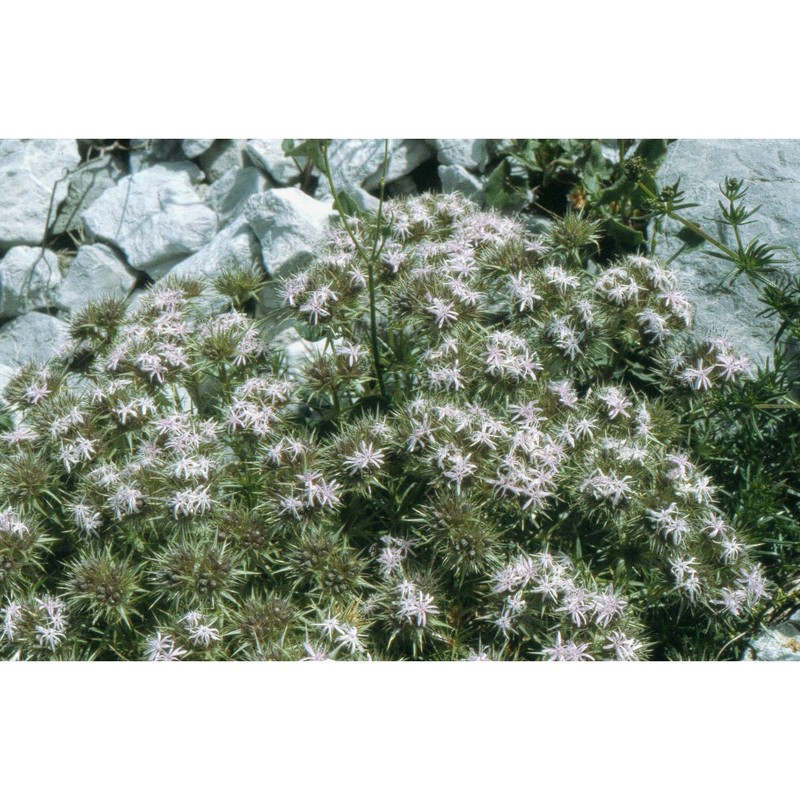 drypis spinosa l.