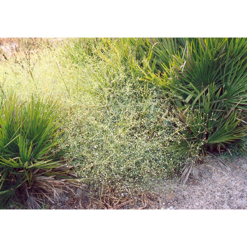 gypsophila arrostii guss.