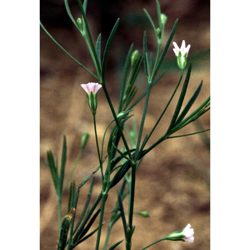 gypsophila muralis l.