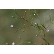 gypsophila muralis l.