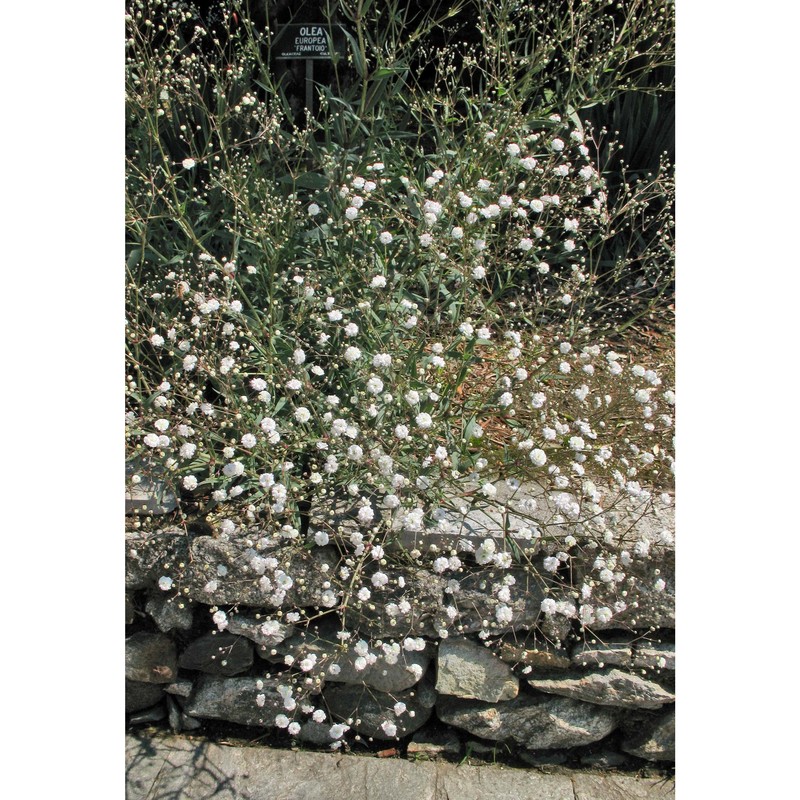 gypsophila paniculata l.