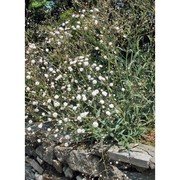 gypsophila paniculata l.