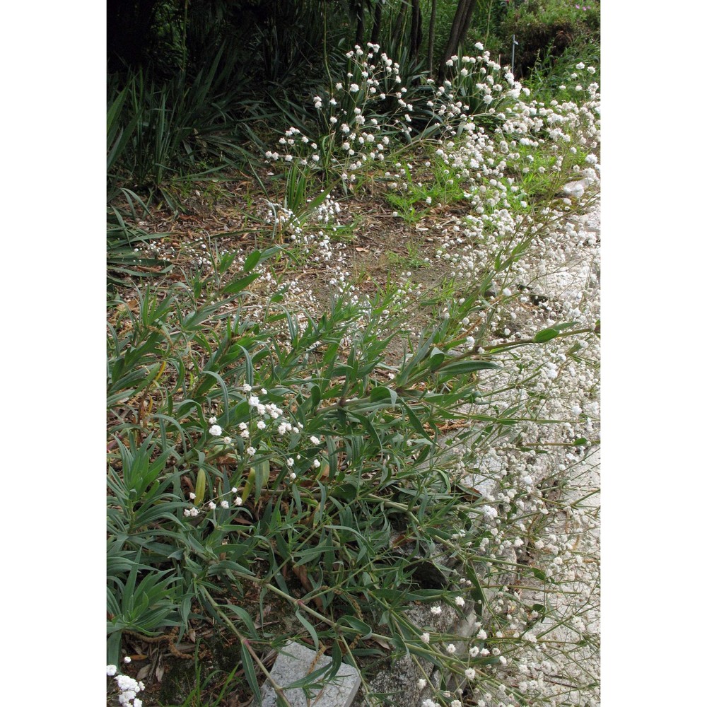 gypsophila paniculata l.