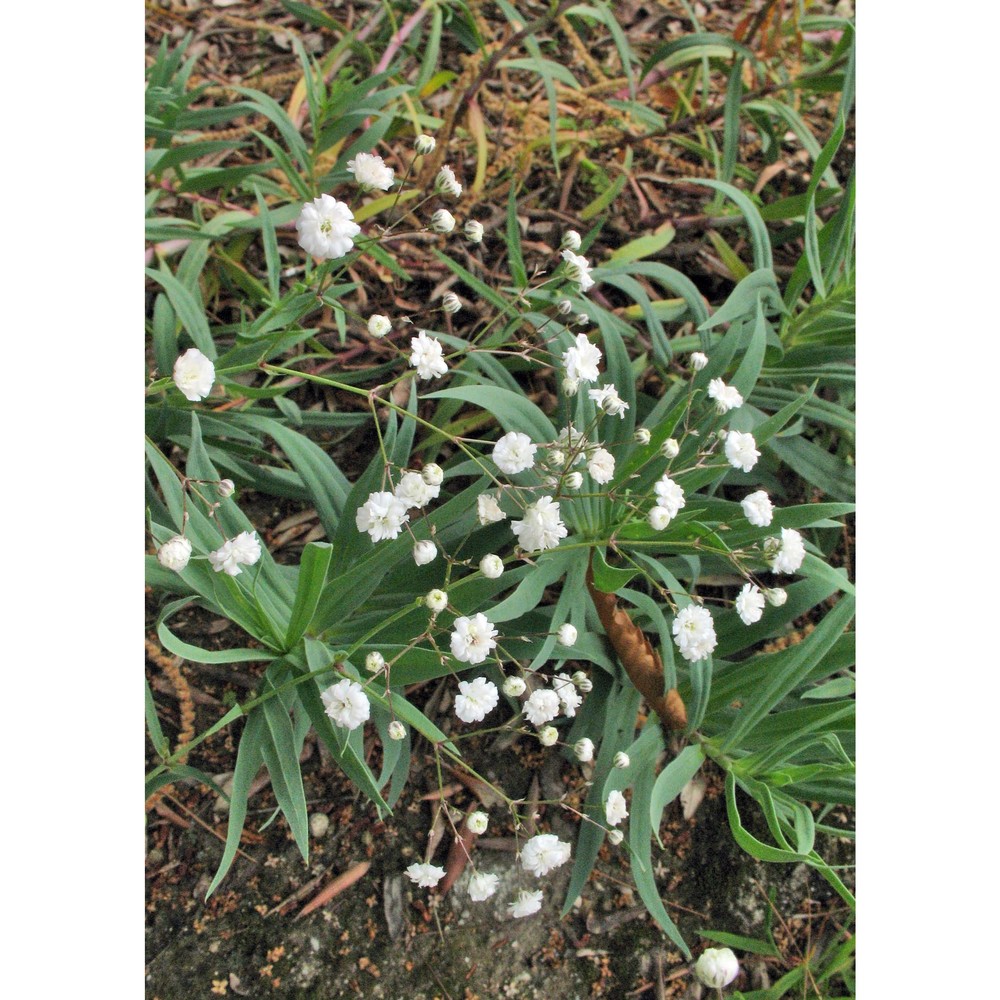 gypsophila paniculata l.