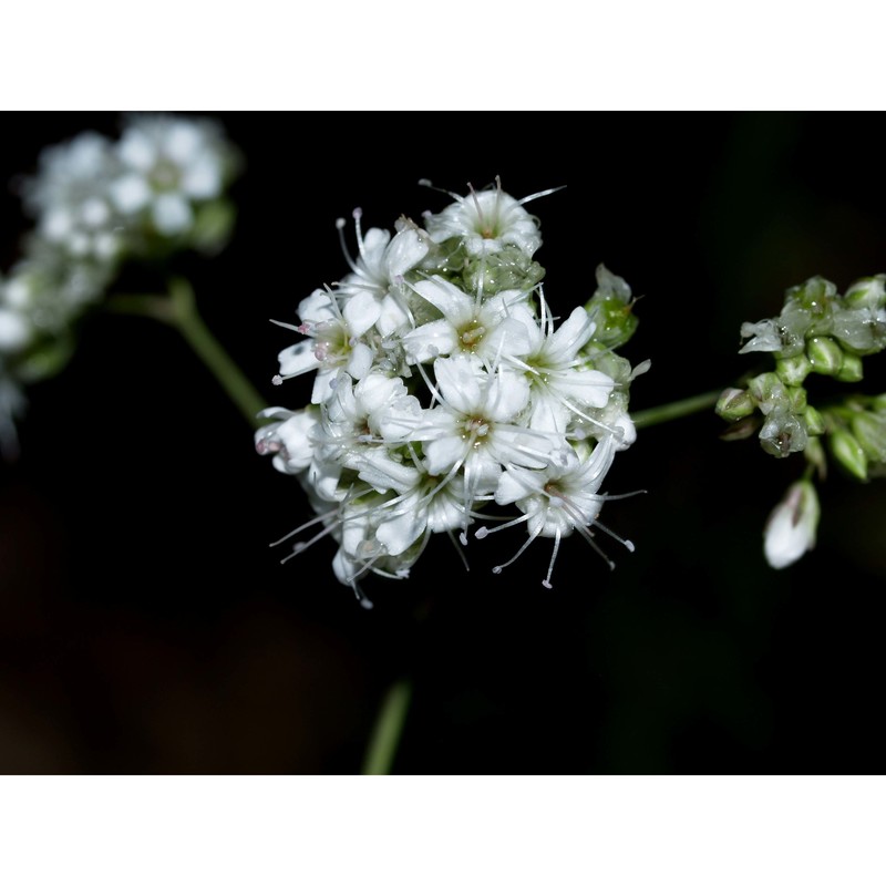 gypsophila papillosa porta