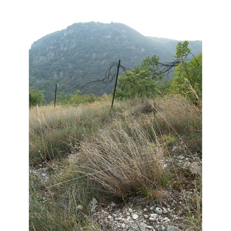 gypsophila papillosa porta