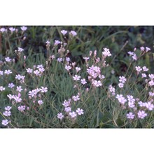 gypsophila repens l.