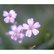 gypsophila repens l.