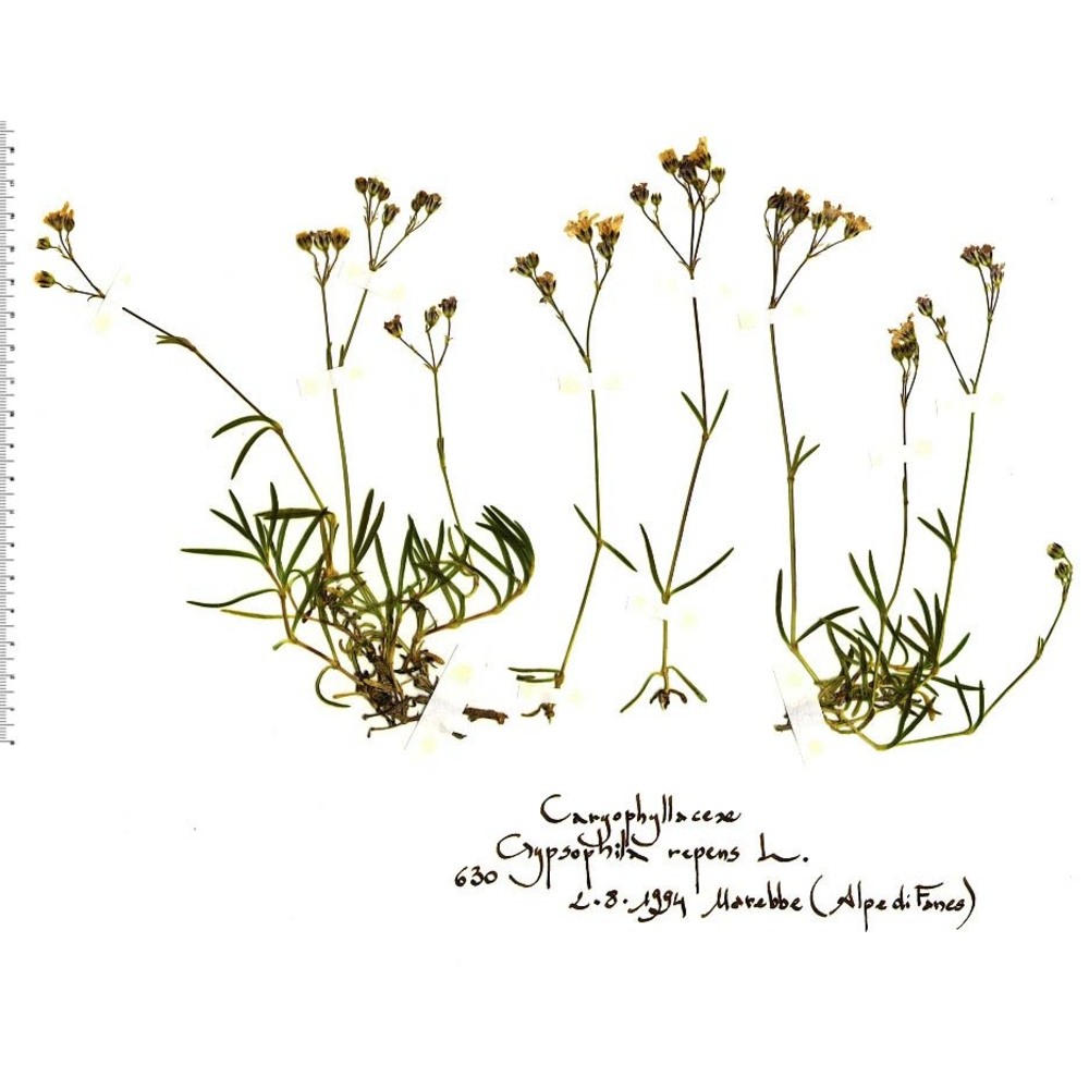 gypsophila repens l.