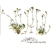 gypsophila repens l.