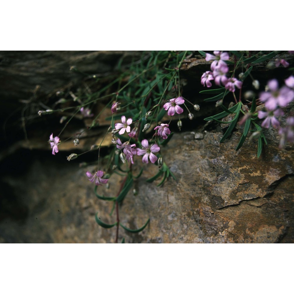 gypsophila repens l.