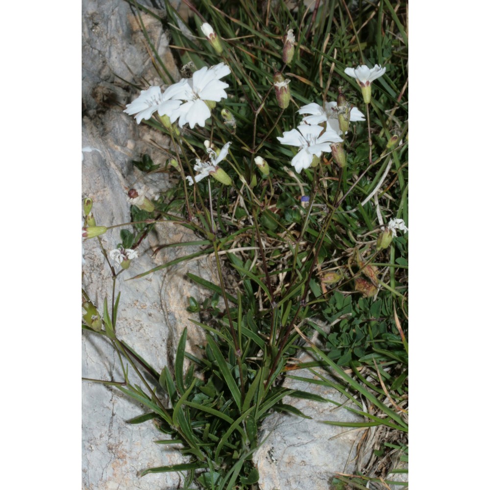 heliosperma alpestre (jacq.) griseb.