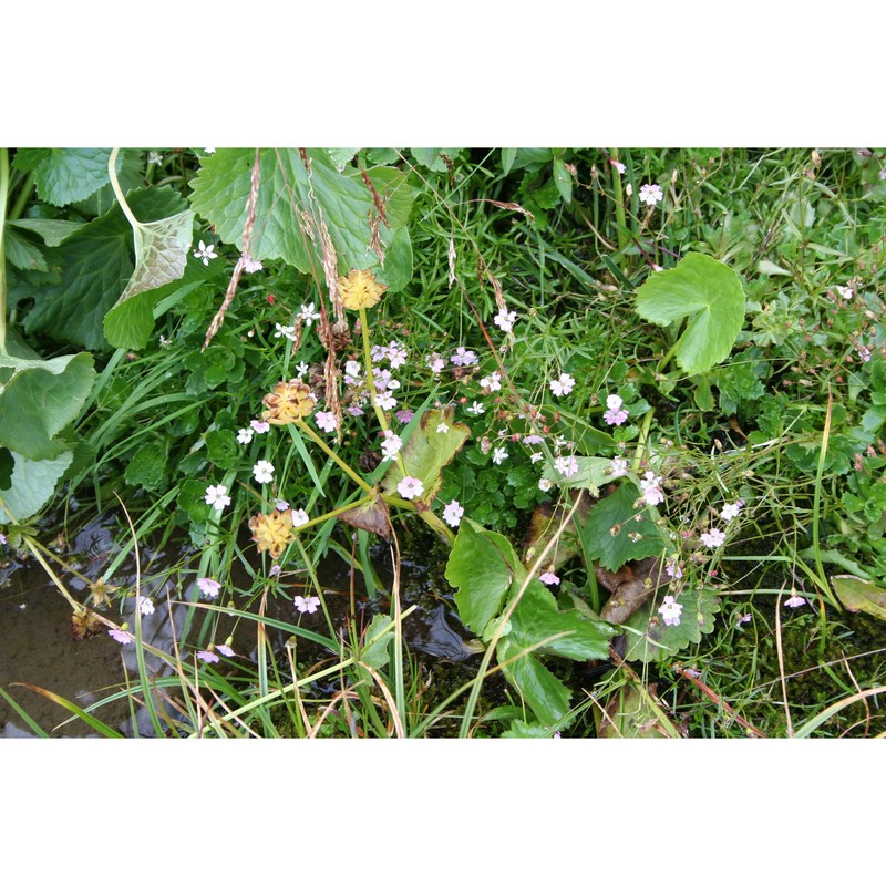 heliosperma pudibundum (hoffmanns.) griseb.