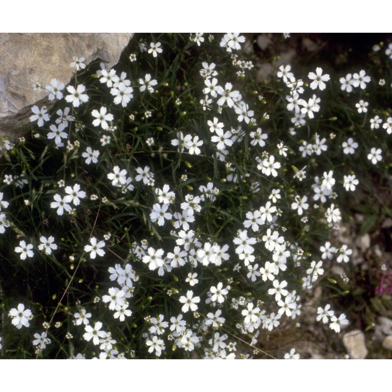 heliosperma pusillum (waldst. et kit.) hoffmanns.