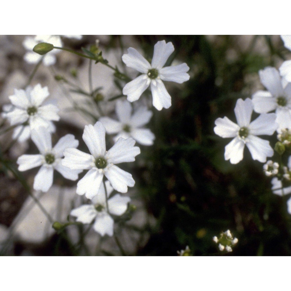 heliosperma pusillum (waldst. et kit.) hoffmanns.