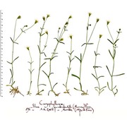 heliosperma pusillum (waldst. et kit.) hoffmanns.