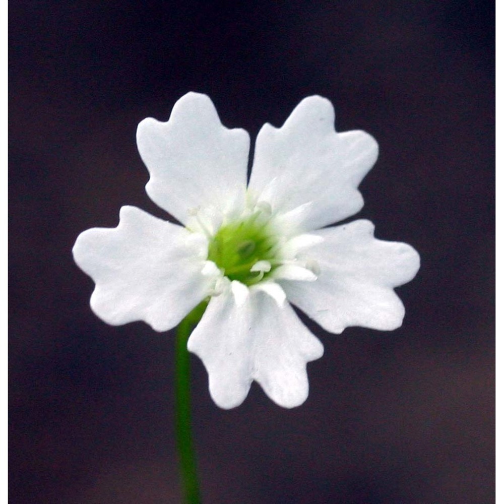 heliosperma pusillum (waldst. et kit.) hoffmanns.