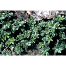 herniaria alpina chaix