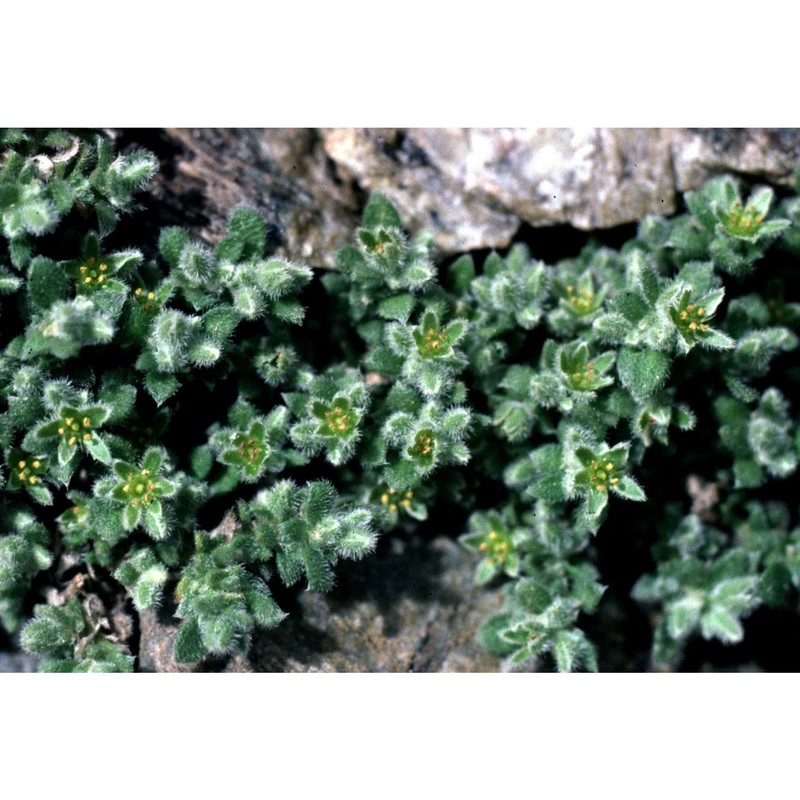herniaria alpina chaix