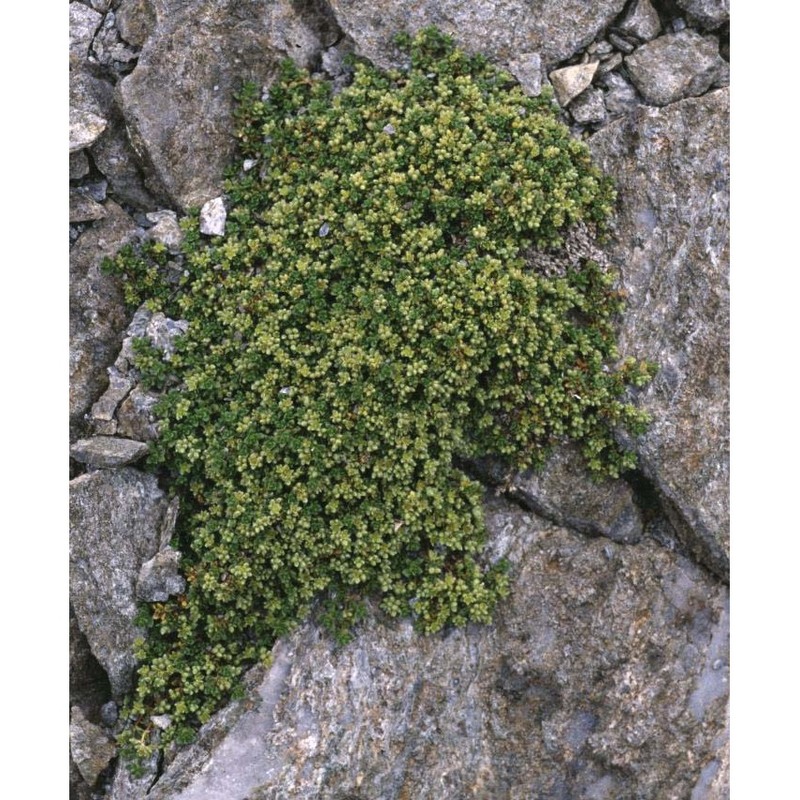herniaria alpina chaix