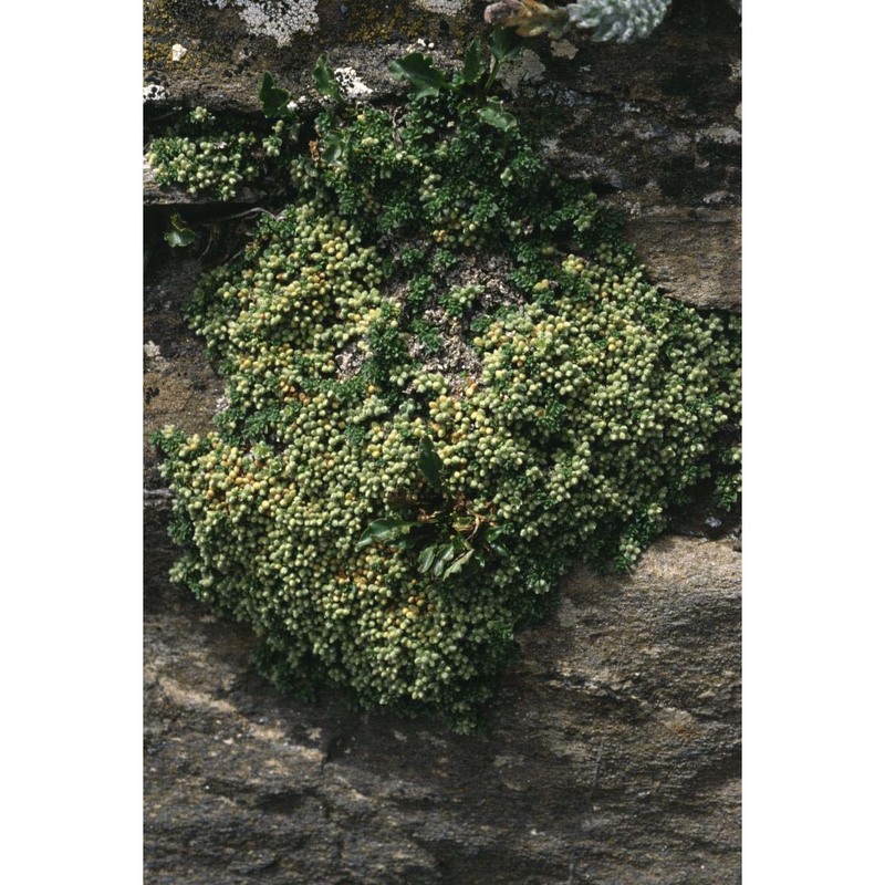 herniaria alpina chaix