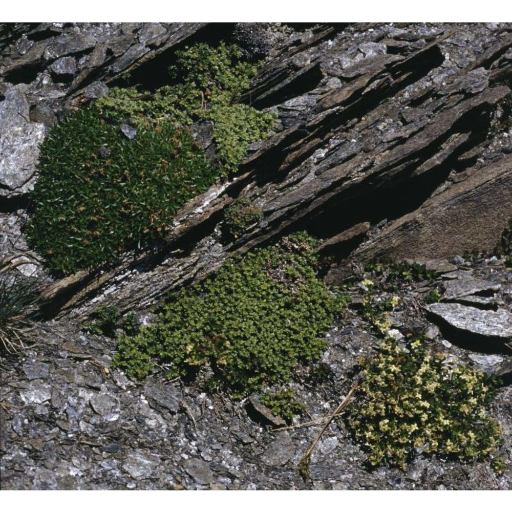 herniaria alpina chaix