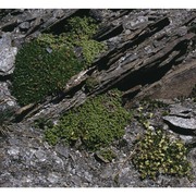 herniaria alpina chaix