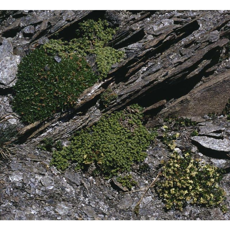 herniaria alpina chaix