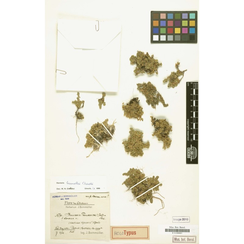 herniaria bornmuelleri chaudhri