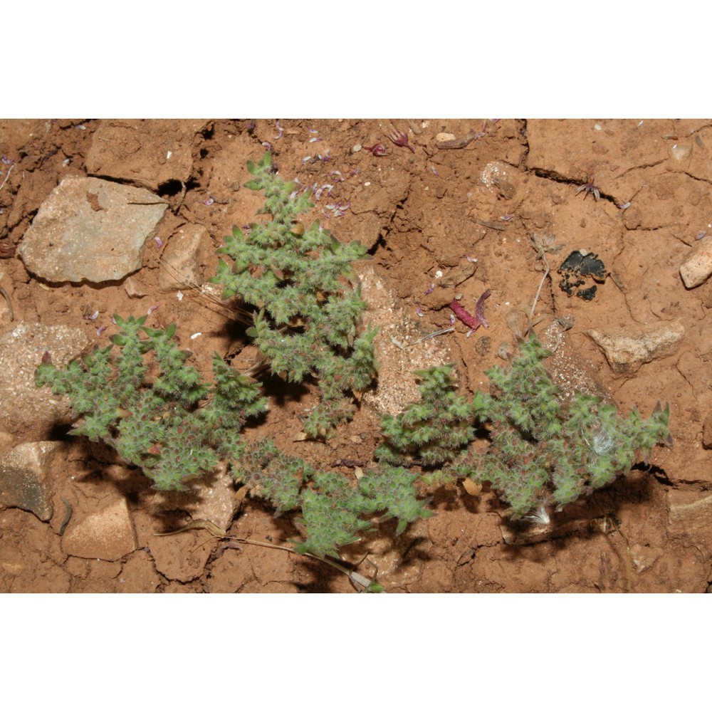 herniaria cinerea dc.