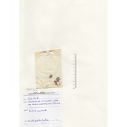 herniaria fontanesii j. gay subsp. empedocleana (lojac.) brullo