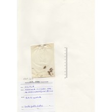 herniaria fontanesii j. gay subsp. empedocleana (lojac.) brullo