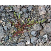 herniaria glabra l.