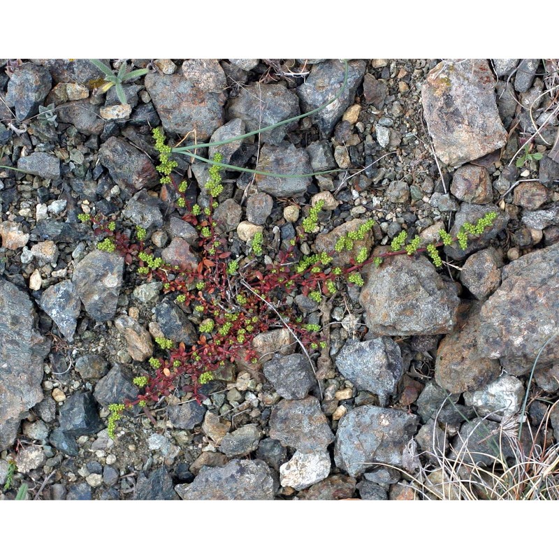 herniaria glabra l.