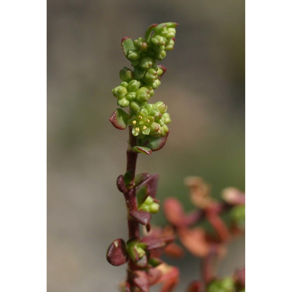herniaria glabra l.