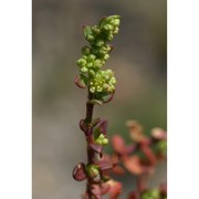 herniaria glabra l.