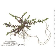 herniaria glabra l.
