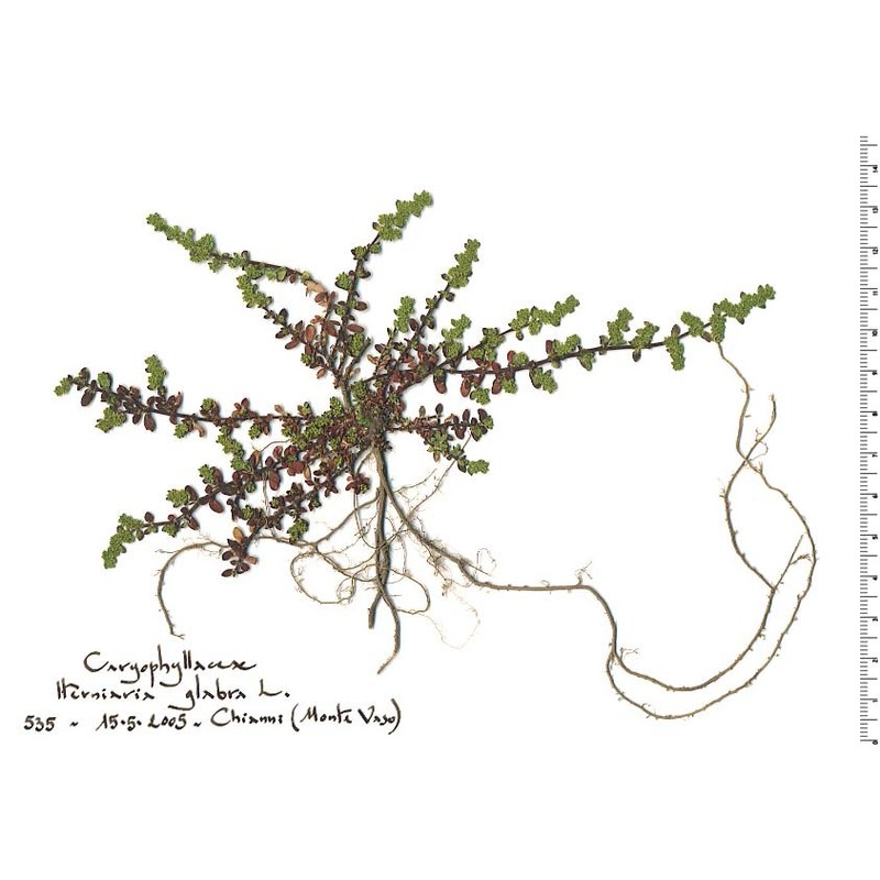 herniaria glabra l.