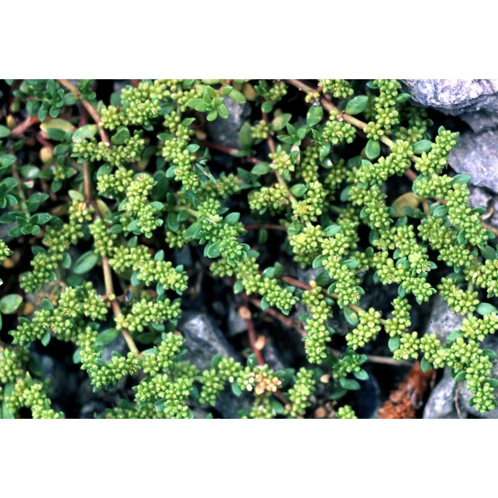 herniaria glabra l.