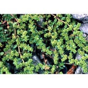 herniaria glabra l.