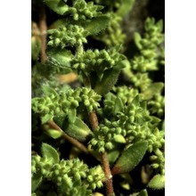herniaria hirsuta l.