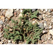herniaria hirsuta l.