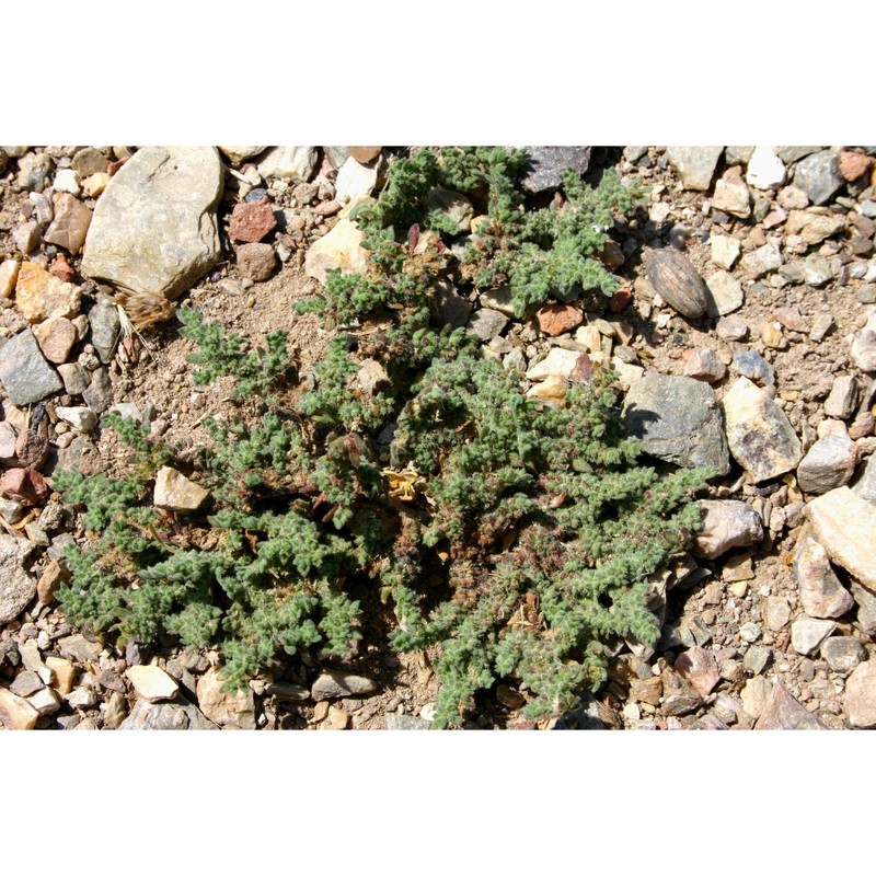 herniaria hirsuta l.