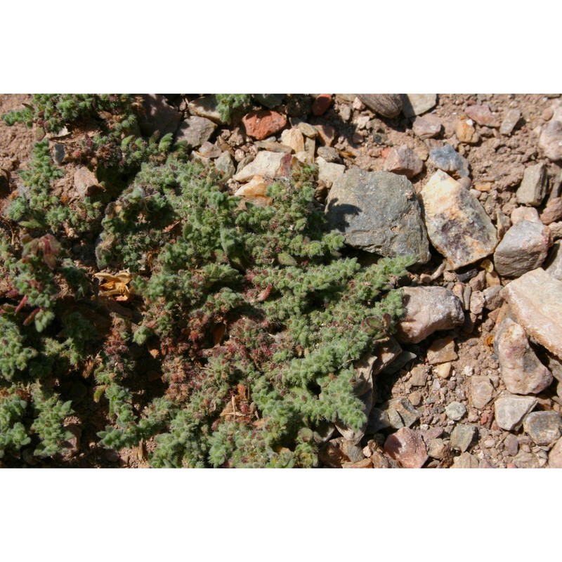 herniaria hirsuta l.