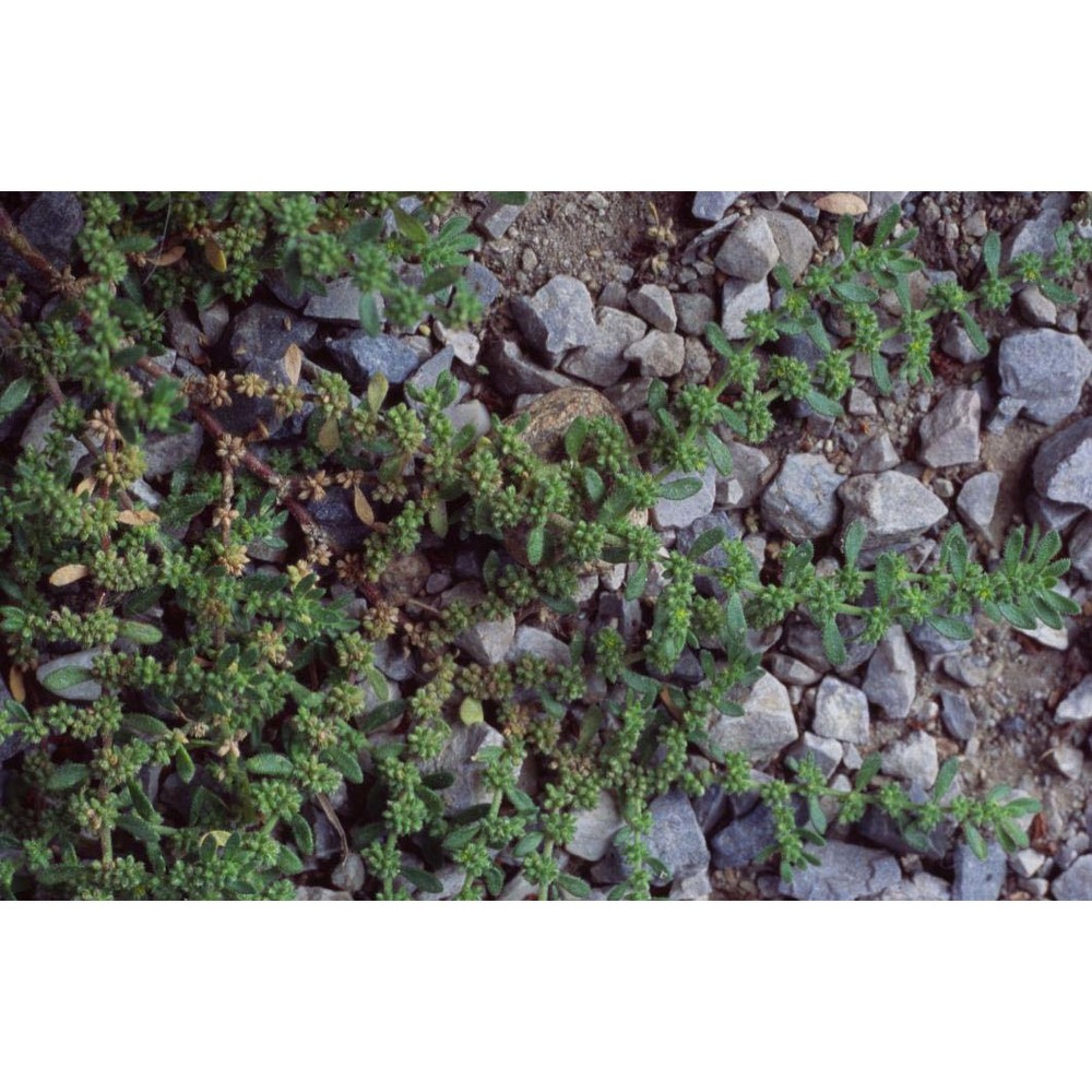 herniaria hirsuta l.