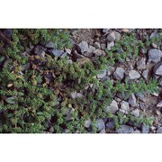 herniaria hirsuta l.