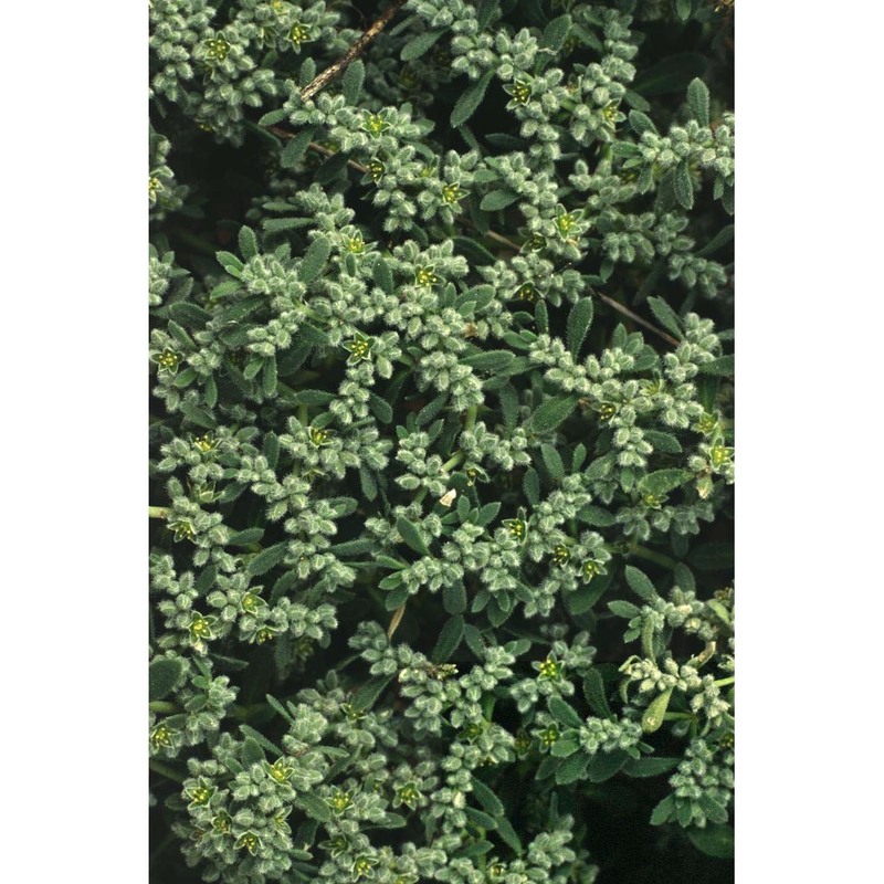 herniaria incana lam.