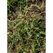 herniaria litardierei (gamisans) greuter et burdet